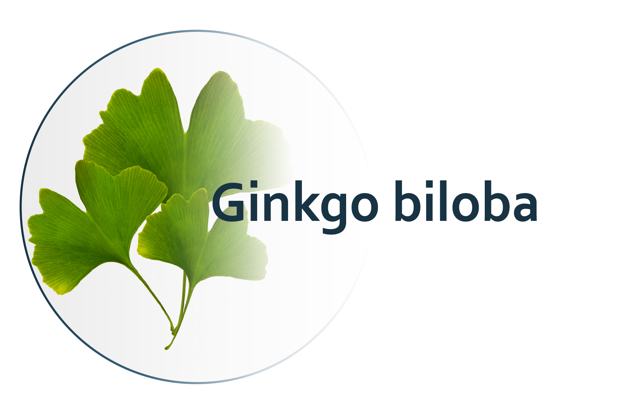 aktivní látky-ginkgo