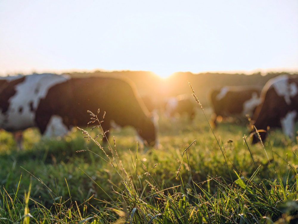 BIO a Grass Fed — je to opravdu to nejlepší?