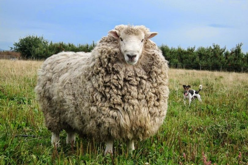 Merino vlna a její (kouzelné) vlastnosti