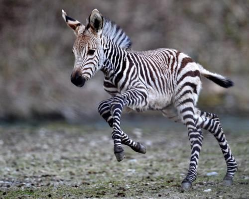 Baby zebra. Source: pinterest