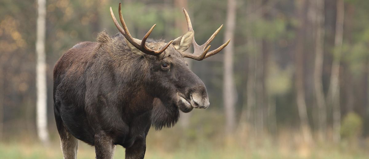 los-evropsky-alces-alces_orez