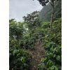 Specialty Coffee – Los Muertos Aloha Summer