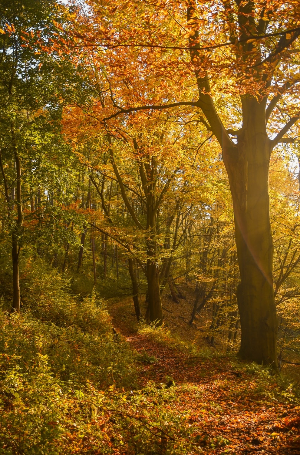 🌳🌱ZACHRAŇME ŽIVÉ LESY🌱🌳