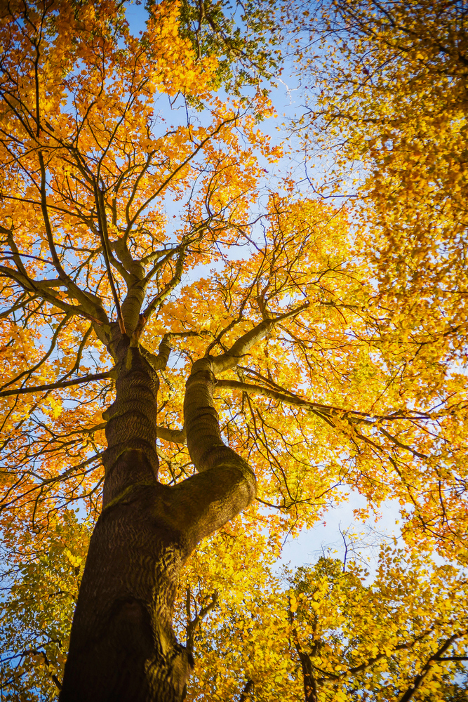 🍁☀️🌳DNES JE DEN STROMŮ- 20. ŘÍJNA 2024🌳☀️🍁