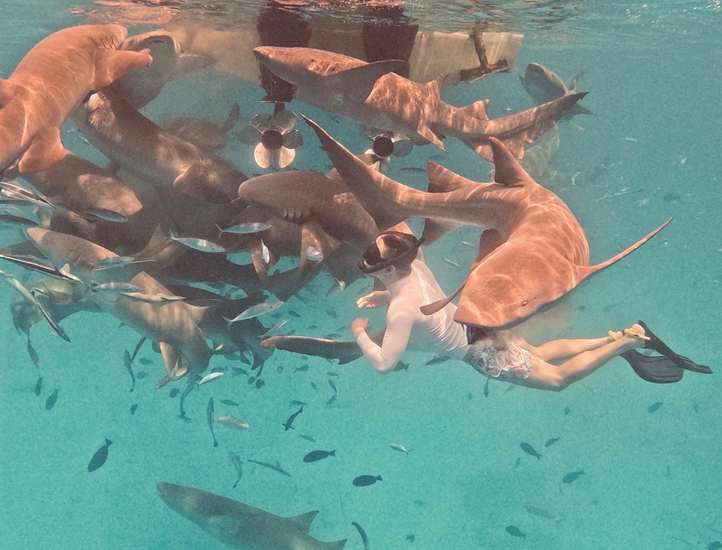 Plavání se žraloky