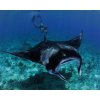 snorkelling with manta