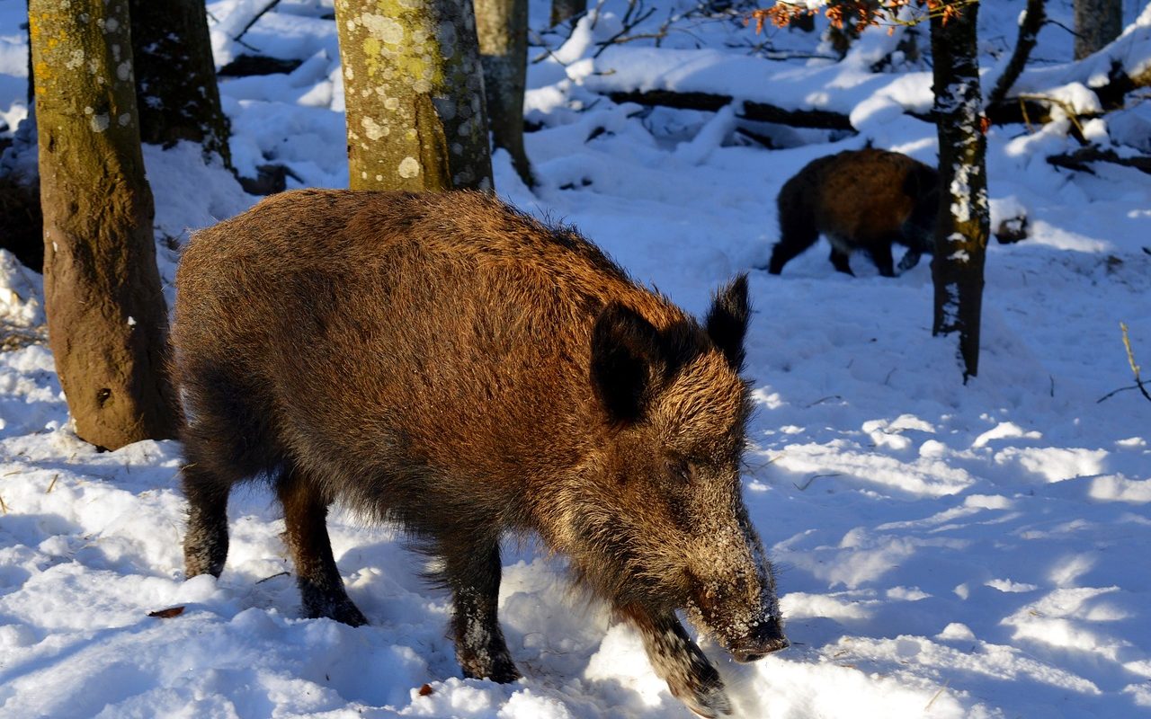 boar-2002317_1280-1280x800