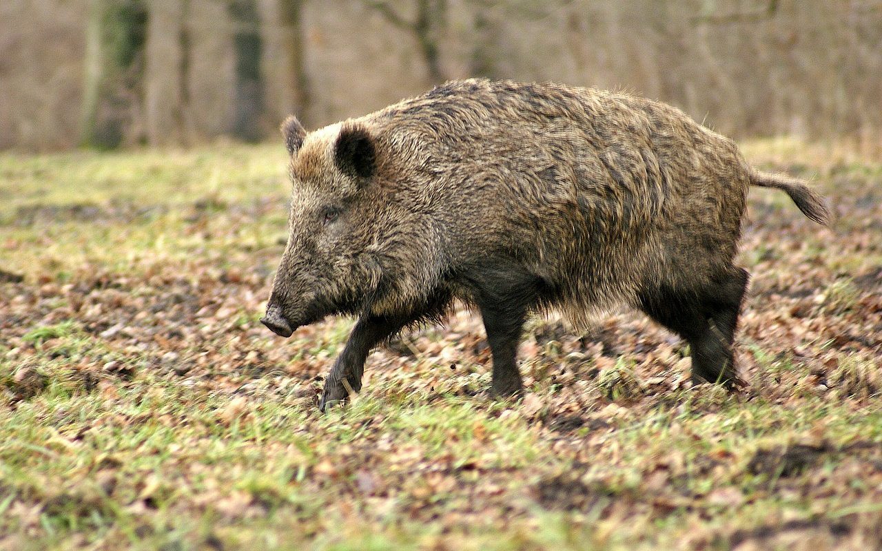 wild-boar-70420_1280-1280x800