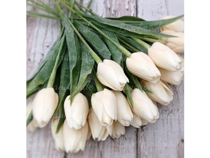 tulipan plast kremova