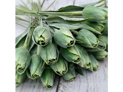 tulipan plast zelena photo1