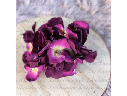 hortenzia burgundy hlavicka