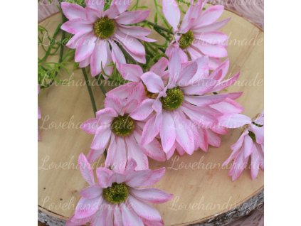 konar margaretky bledoruzova