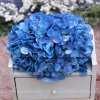 hortenzia deluxe bledomodra