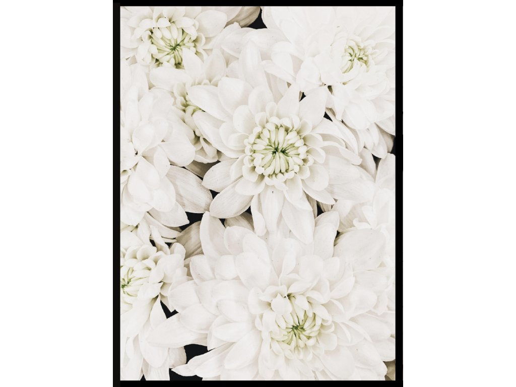 Plakát Bílé květiny