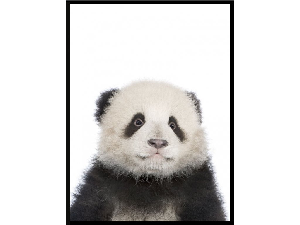 Plakát Big friends - panda