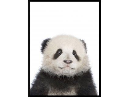 Plakát Big friends - panda