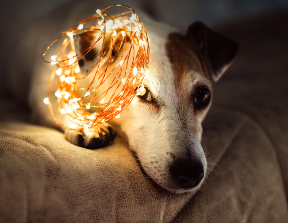 Dárky pro pejskaře: Co opravdu potěší každého milovníka psů?