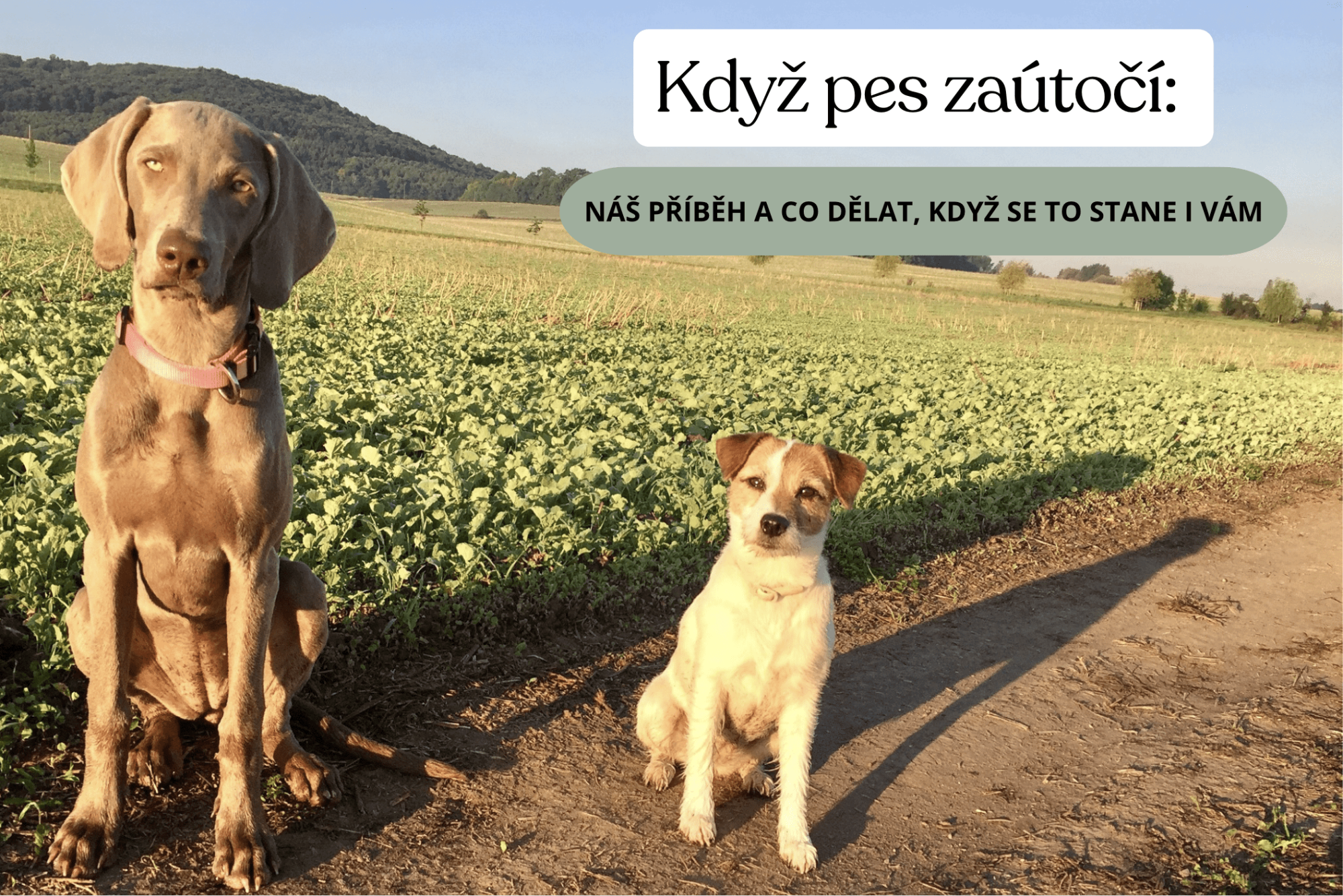 Co dělat, když pes napadne psa?