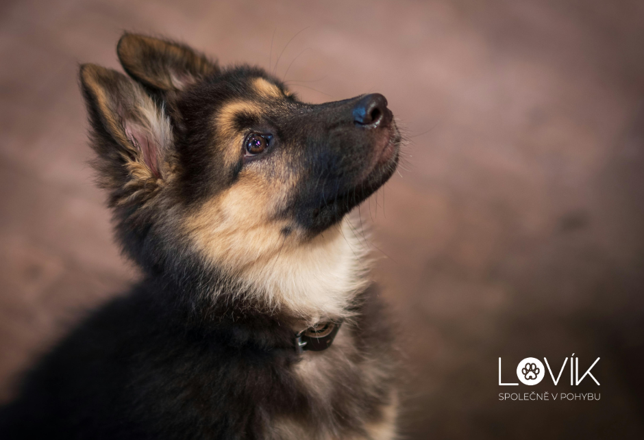 Výcvik štěněte krok za krokem