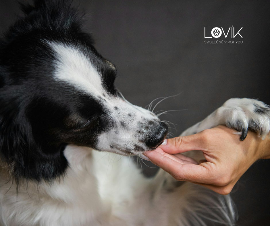 Když venku prší: jak zabavit psa doma a unavit ho chytře