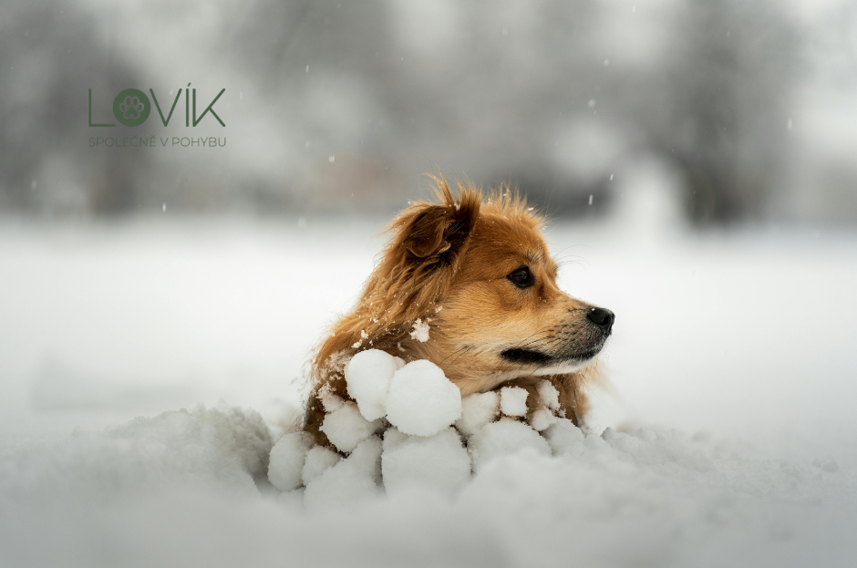 Psovi je zima dřív, než si myslíte. Jak to poznat včas.