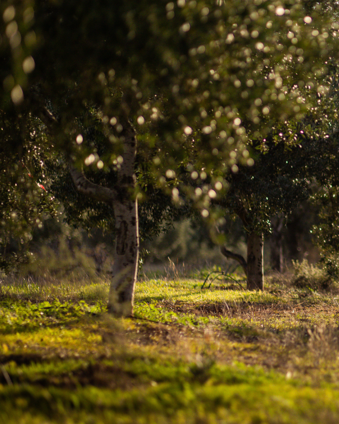 Hlásíme téměř vyprodáno a nová sklizeň je na cestě