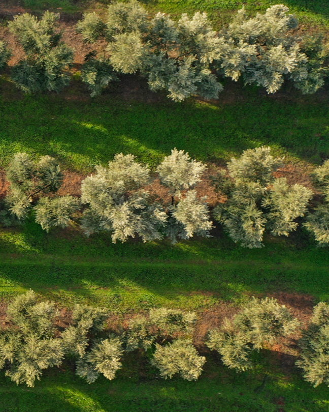 Počasí nepřálo. Andalusie předvídá špatnou sklizeň
