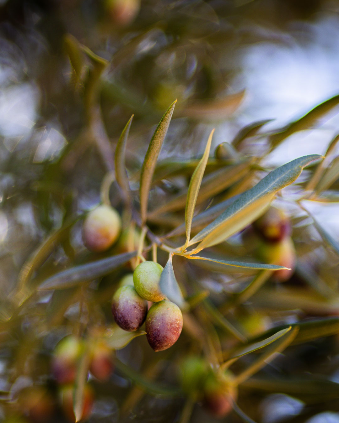 Polyfenoly v olivovém oleji. Co vám přinesou?