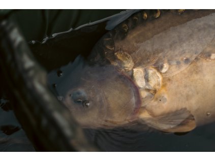 4061 1 4061 1 4061 1 poukaz 1000 kc