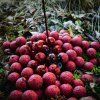 Boilies LT Baits Extreme Strawberry 10 kg
