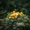 Boilies Lt Baits Fine Pineapple 10 kg