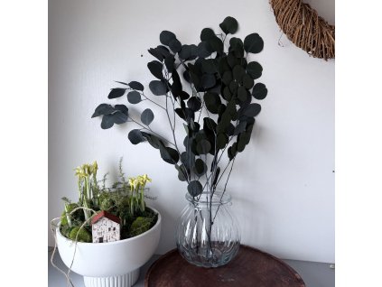 Stabilizovaný eukalyptus populus