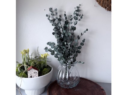 Stabilizovaný eukalyptus Gunnii