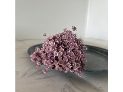 Sušená glixia fialová