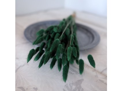 Sušený lagurus tmavě zelená
