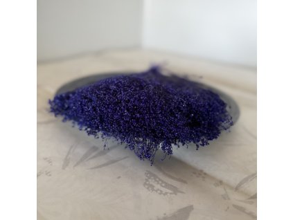 Sušený broom bloom modrá
