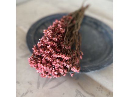 Sušená oxodia růžová