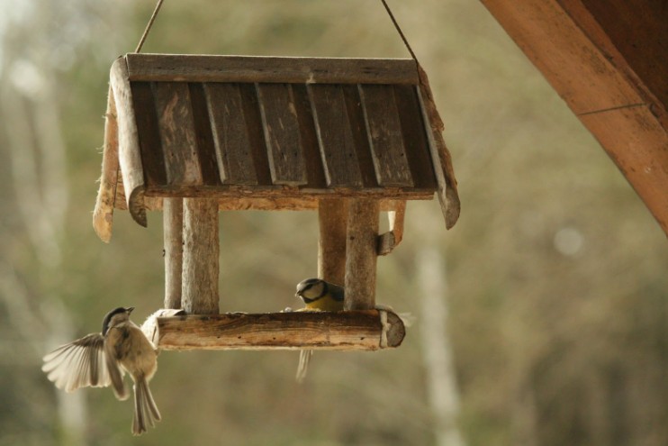 Jak správně zavěsit a udržovat krmítko pro ptáky