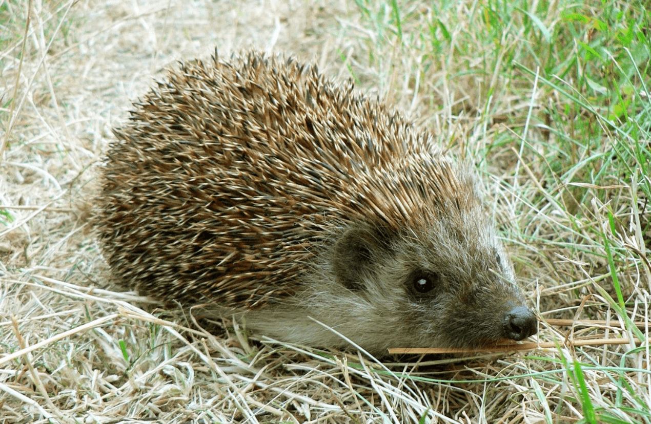 Jaro a ježci: Jak jim pomoci po probuzení ze zimního spánku
