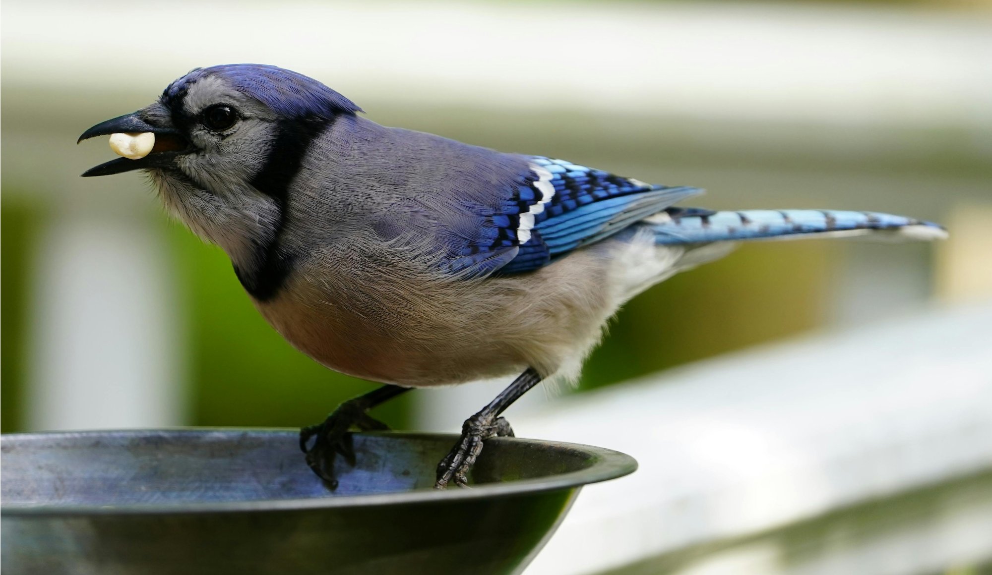 Prečo dokrmovať vtáky aj v lete? Nezabúdajme na nich ani počas horúčav