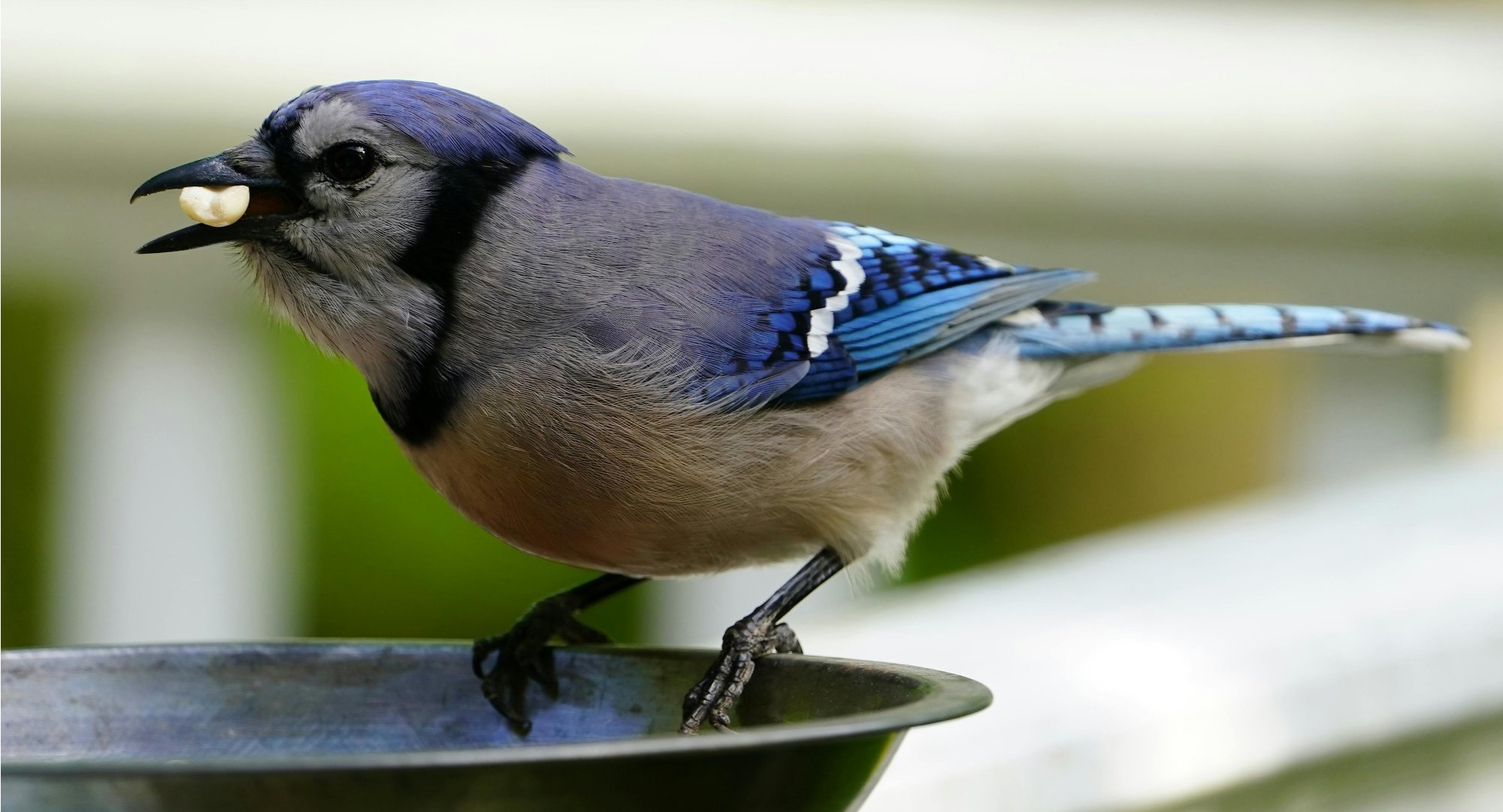 Proč přikrmovat ptáky i v létě? Nezapomínejme na ně ani během veder