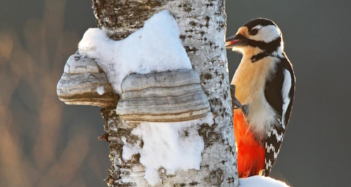 Prečo sú lojové gule ideálnou výživou pre vtáky v chladných mesiacoch