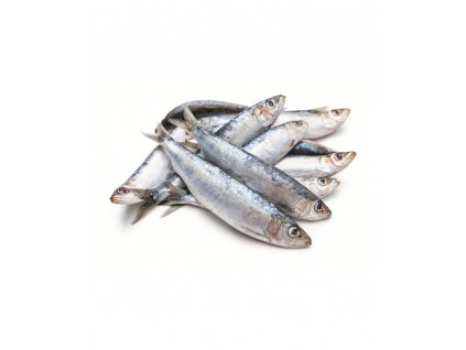 sardinky
