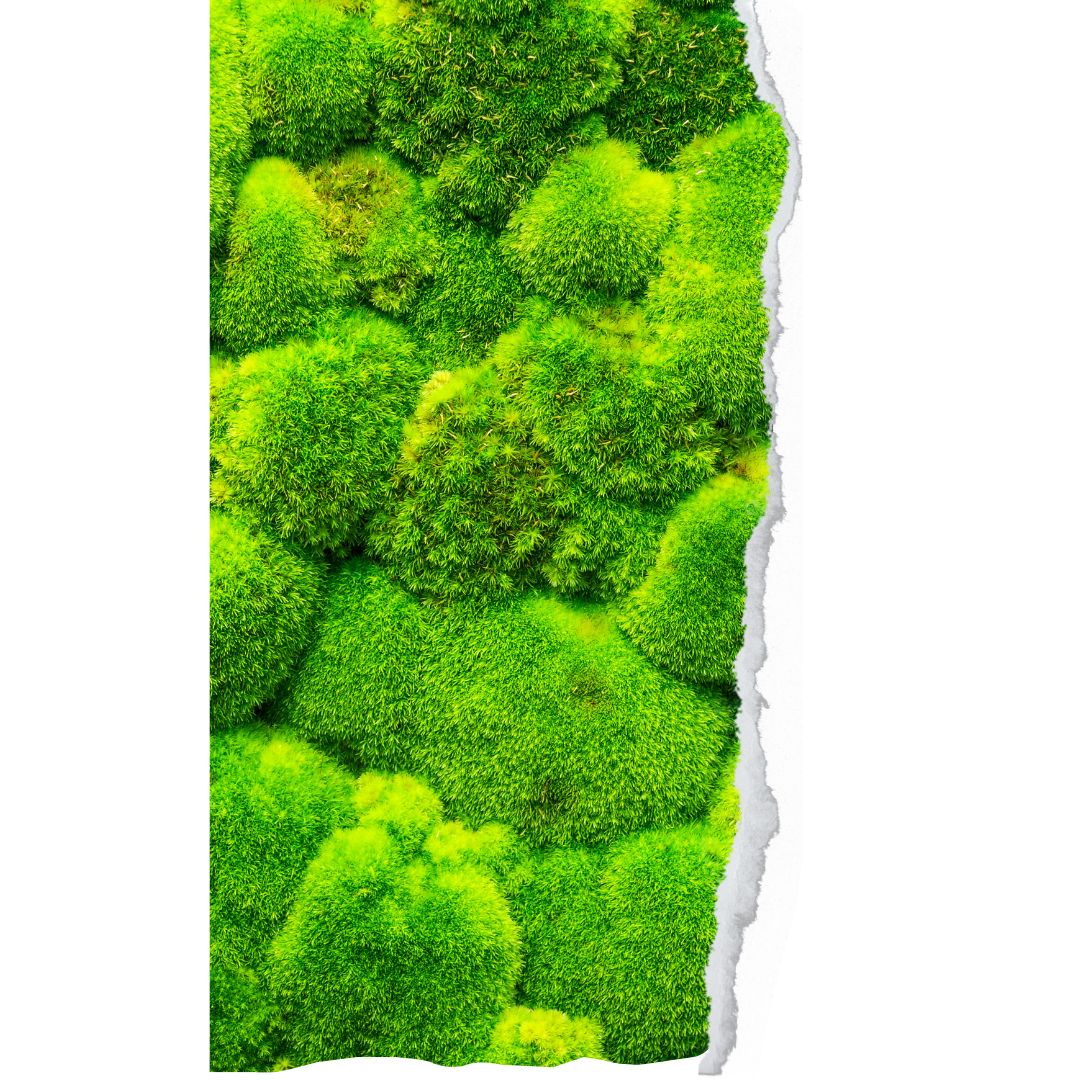 Péče o mechové obrazy: Tipy a triky