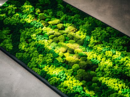 svezi_zelen_lucy_moss