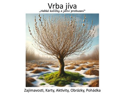 vrba jiva ludivera (2)