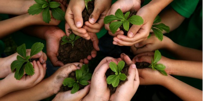 TEA TREE - Reforest' Action