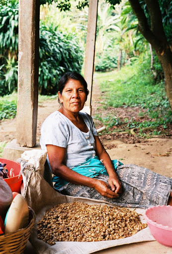 V Peru a Guatemale domorodci sází strom mlékovec obecný