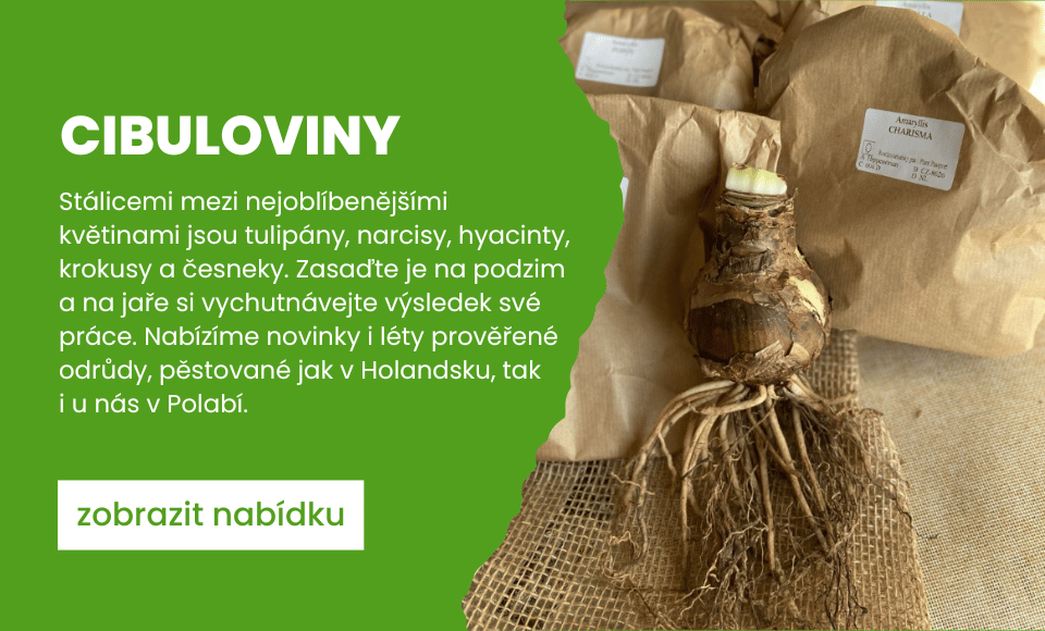 Cibuloviny