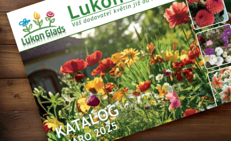 Katalog